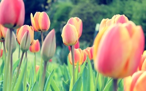 Dutch, clovers, Netherlands, tulips, flowers