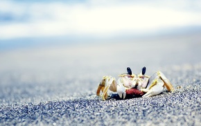 animals, sea, crabs, crustaceans, sand