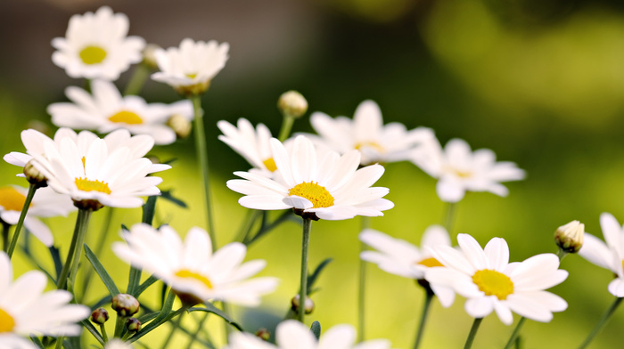 flowers